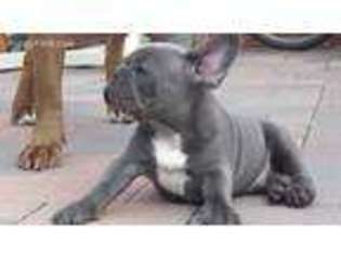 French Bulldog Puppy for sale in Sardinia, OH, USA