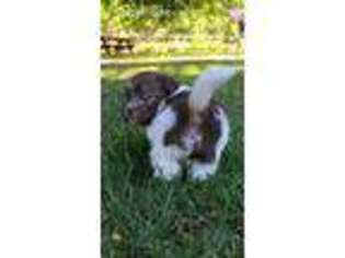 Havanese Puppy for sale in Anderson, CA, USA