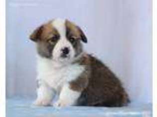 Pembroke Welsh Corgi Puppy for sale in Liberty, KY, USA