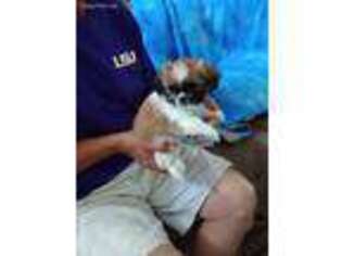 Mutt Puppy for sale in Mobile, AL, USA