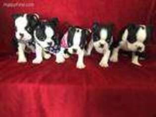 Boston Terrier Puppy for sale in Lyndonville, NY, USA