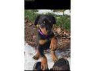 Doberman Pinscher Puppy for sale in Fort Mill, SC, USA