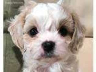 Cavapoo Puppy for sale in Camarillo, CA, USA