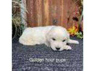 Golden Retriever Puppy for sale in Mason, TX, USA