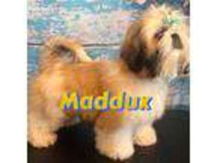 Mutt Puppy for sale in Buffalo, MO, USA
