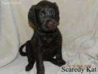Labradoodle Puppy for sale in Manistee, MI, USA
