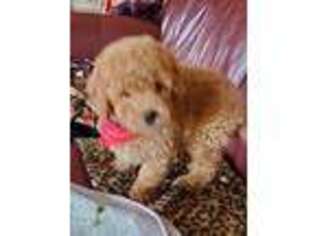 Goldendoodle Puppy for sale in Cranston, RI, USA