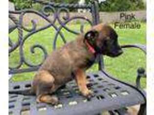 Belgian Malinois Puppy for sale in Spencerville, IN, USA