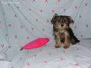 Yorkshire Terrier Puppy for sale in Millerstown, PA, USA
