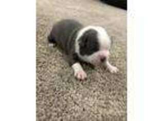 Boston Terrier Puppy for sale in Sparks, NV, USA