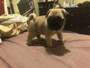 Pug Puppy for sale in Westbury, NY, USA