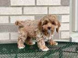 Cock-A-Poo Puppy for sale in Nappanee, IN, USA