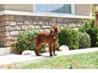 Irish Setter Puppy for sale in Riverside, CA, USA