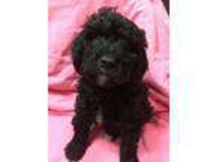 Goldendoodle Puppy for sale in Mount Hope, WV, USA