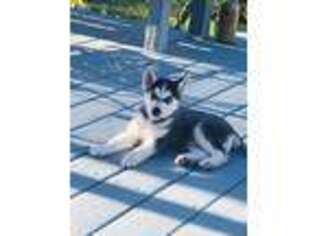 Alaskan Husky Puppy for sale in Pinellas Park, FL, USA