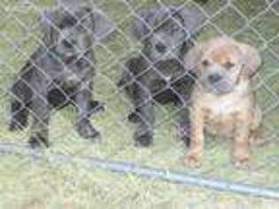 Cane Corso Puppy for sale in Tyler, TX, USA