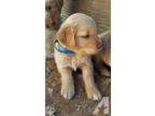 Labrador Retriever Puppy for sale in RENO, NV, USA