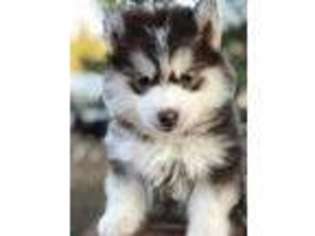 Siberian Husky Puppy for sale in Acton, CA, USA