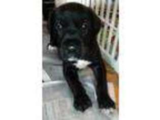 Great Dane Puppy for sale in Saint Cloud, FL, USA