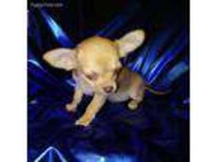 Chihuahua Puppy for sale in Van Buren, IN, USA