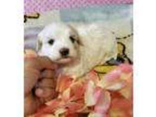 Havanese Puppy for sale in Phoenix, AZ, USA
