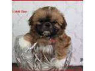 Mutt Puppy for sale in Richmond, MI, USA