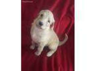 Labradoodle Puppy for sale in Humble, TX, USA
