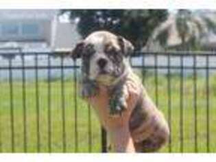 Bulldog Puppy for sale in Winter Haven, FL, USA