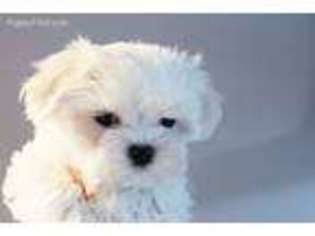 Maltese Puppy for sale in Encino, CA, USA
