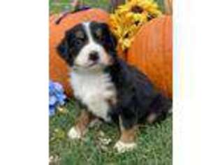 Bernese Mountain Dog Puppy for sale in Leo, IN, USA