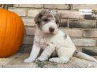 Labradoodle Puppy for sale in Canton, OH, USA