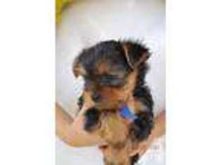 Yorkshire Terrier Puppy for sale in YUCAIPA, CA, USA