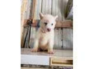 Mutt Puppy for sale in Quaker City, OH, USA