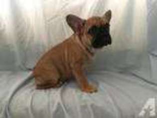 French Bulldog Puppy for sale in HOMELAND, CA, USA