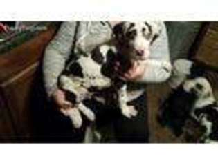Great Dane Puppy for sale in Blythedale, MO, USA