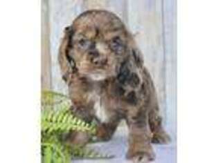 Cocker Spaniel Puppy for sale in Dundee, OH, USA