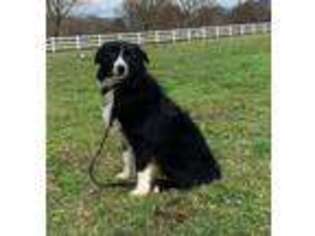 Border Collie Puppy for sale in Grants Pass, OR, USA