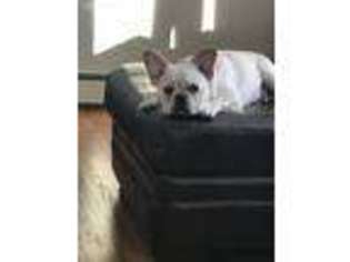 French Bulldog Puppy for sale in Watertown, CT, USA