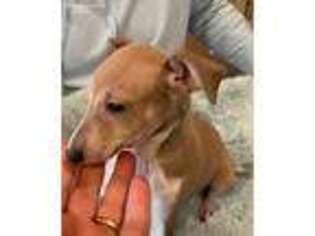 Italian Greyhound Puppy for sale in Edgewood, NM, USA