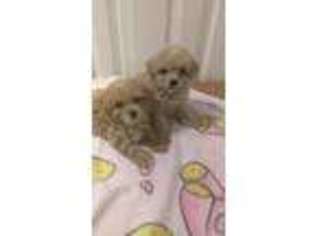 Mutt Puppy for sale in TRUMBULL, CT, USA