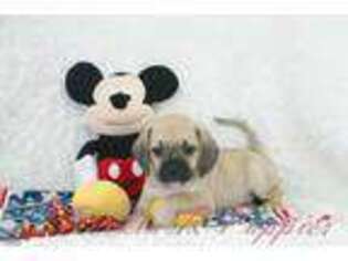 Puggle Puppy for sale in Pottersville, MO, USA