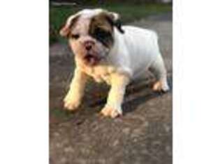 Bulldog Puppy for sale in Zebulon, NC, USA