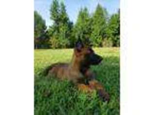 Belgian Malinois Puppy for sale in Grenada, MS, USA