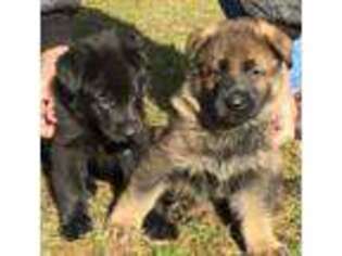 German Shepherd Dog Puppy for sale in YORKTOWN HEIGHTS, NY, USA
