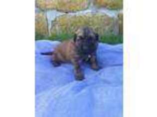 Leonberger Puppy for sale in Millersburg, OH, USA