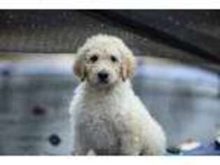Labradoodle Puppy for sale in Hazlehurst, GA, USA