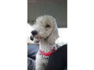 Bedlington Terrier Puppy for sale in Mountain, WI, USA