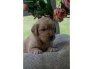 Golden Retriever Puppy for sale in Estacada, OR, USA