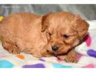 Goldendoodle Puppy for sale in Kendallville, IN, USA
