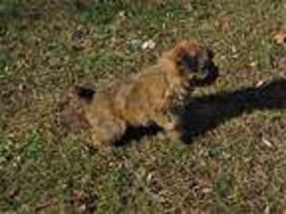 Soft Coated Wheaten Terrier Puppy for sale in Free Union, VA, USA